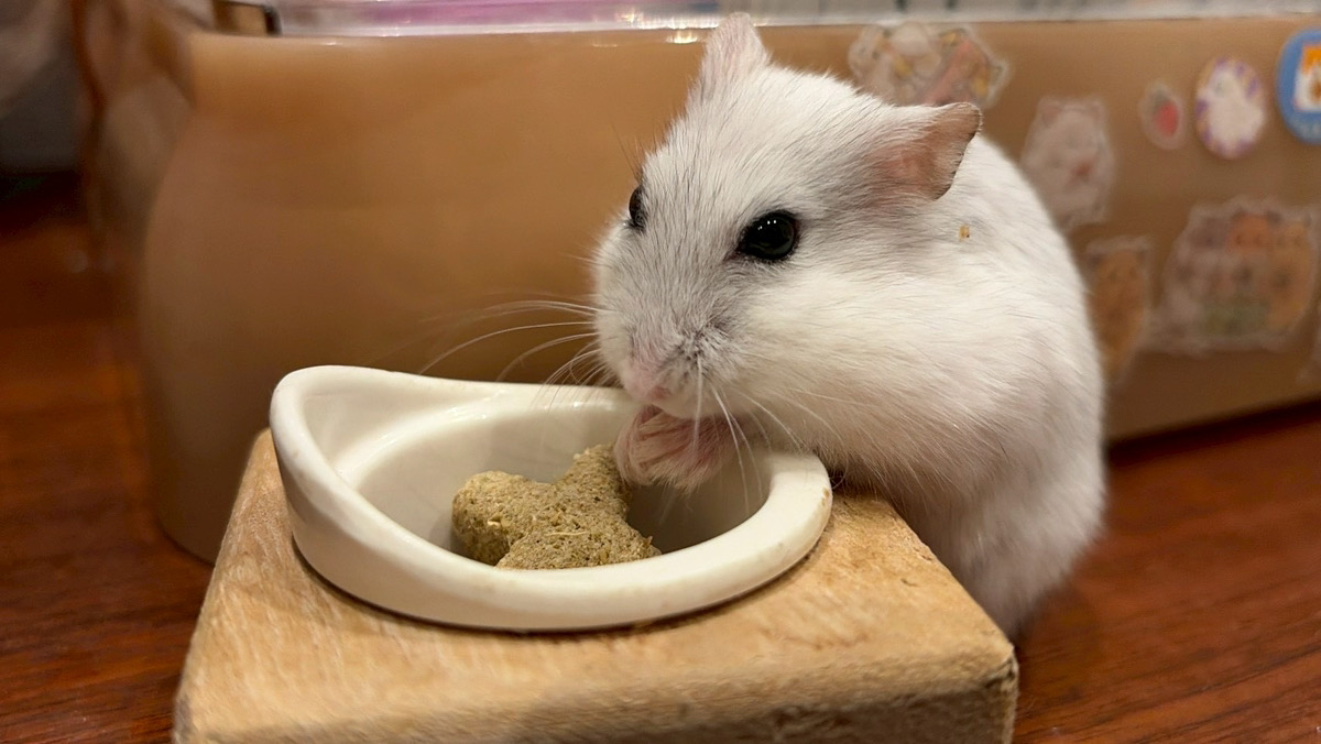 筆者が飼育しているジャンガリアンハムスター