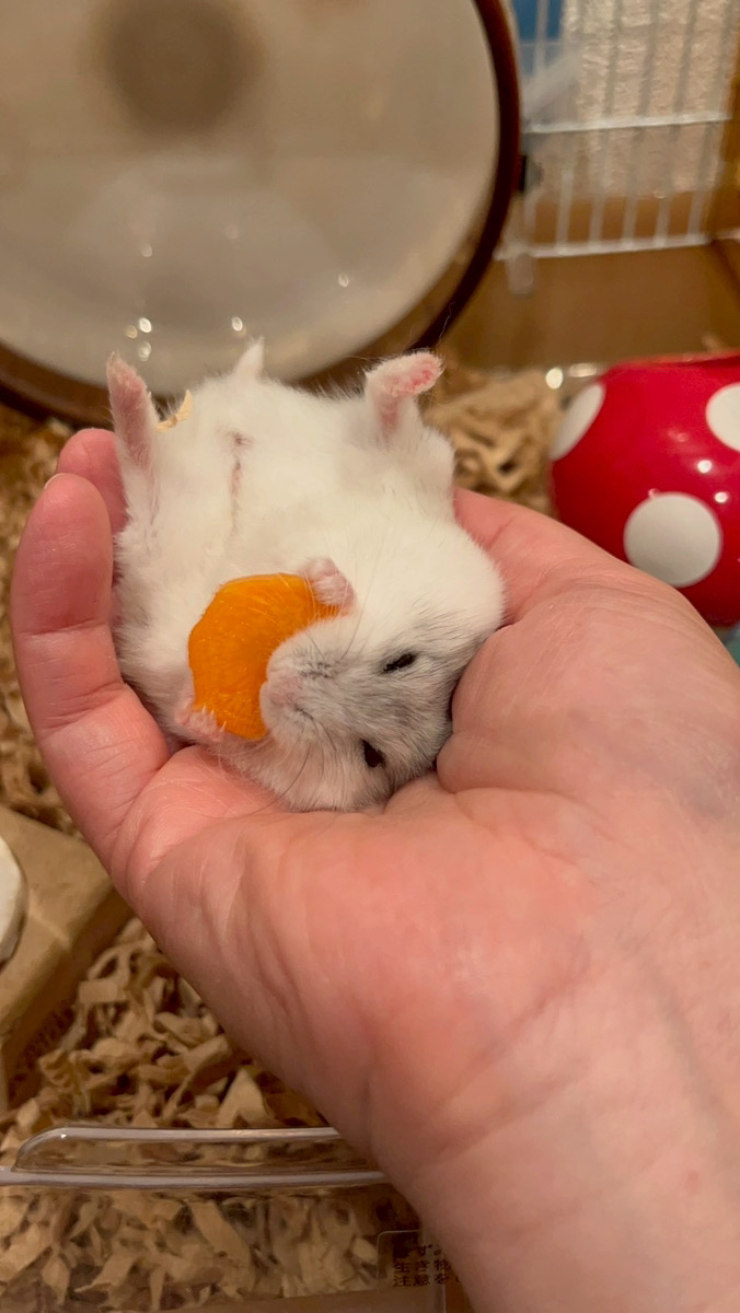 現在飼育中のジャンガリアンハムスター